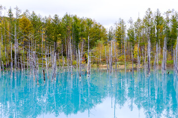 北海道美瑛の青い池