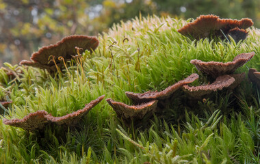 Unusual mushrooms in moss. Selective focus.