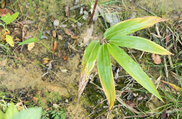 Young bamboo seedlings with beautiful leaves grow