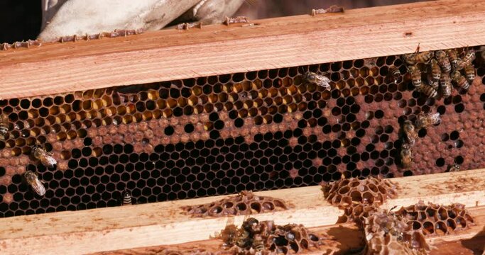 Close-up view of a Beekeeper removing a frame from a brood chamber in an African honey bee hive  