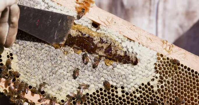 Close-up cropped view of a Beekeeper' s hand scraping off the wax caps on a hive frame from   African honey bees