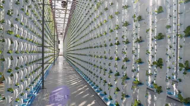 Zoom out moving shot of young lettuce seedlings growing upright in rows in coloums at a hydroponic farm.  Hydroponics is a method of growing plants using mineral and nutrient solutions in water without soil