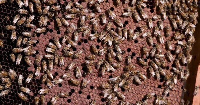 Close-up view of African honey bees working on a brood chamber in a hive