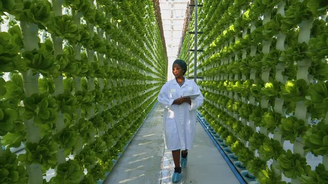 Zoom out view of a black african female farmer in white coat holding a tablet collecting research data for analysis and programming of irrigation in a hydroponic farm. 