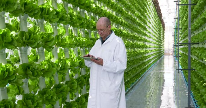 Male farmer in white coat holding a tablet collecting research data for analysis and programming of irrigation in a hydroponic farm. 