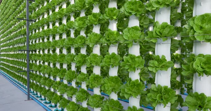  Tilt up shot of beautiful lettuce growing upright in rows in columns at a hydroponic farm.  Hydroponics is a method of growing plants using mineral and nutrient solutions in water without soil