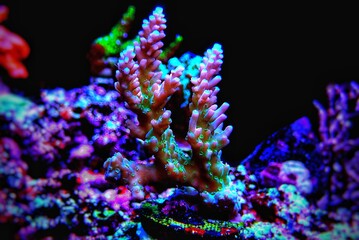 Acropora Microclados species of beautiful stony coral in reef aquarium tank