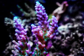 Fototapeta na wymiar Acropora Microclados species of beautiful stony coral in reef aquarium tank