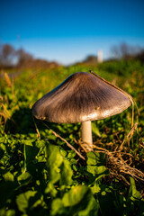 mushroom in the grass