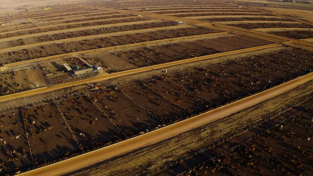 Aerial fly over view of a large cattle feedlot. Livestock are responsible for about 14.5 percent of global greenhouse gas emissions and are a major contributor to climate change