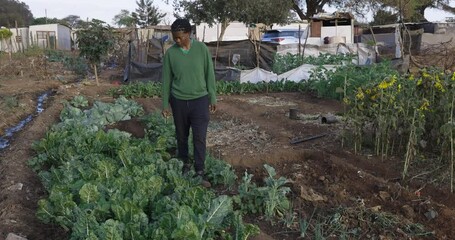 Black African woman checks on vegetables in a small community garden at an informal settlement (squatter camp)