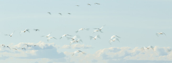 Abstract photo of flying birds in the sky, long exposure picture