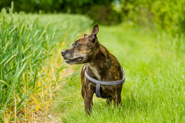 friendly Staffordshire bull terrier on grass
