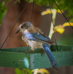 Closeup photo of a Western Scrub Jay standing on a green platform feeder in late afternoon light.