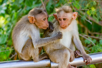 Naklejka premium Young Bonnet Macaques sitting on a railing by the forest edge, grooming each other. Found only in South India, this monkey is known as 'zati'; scientific name of 'Macaca radiata' and live in groups.