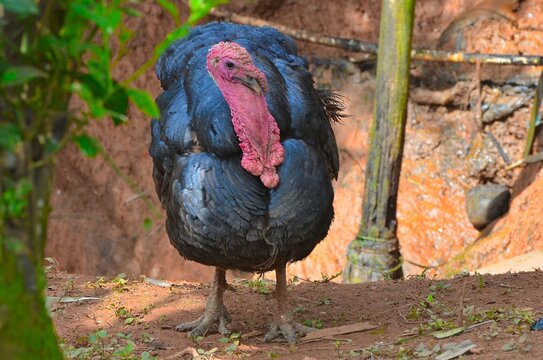 Turkey (Meleagris), Dindon,  Am&eacute;rique Centrale.