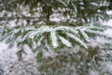 frost on branches