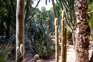 Fototapeta premium Marrakesh, Morroco, Africa - April 30, 2019: Cactuses in Marrakesh, Morroco, Africa - April 30, 2019: Cactus in Jardin Majorelle