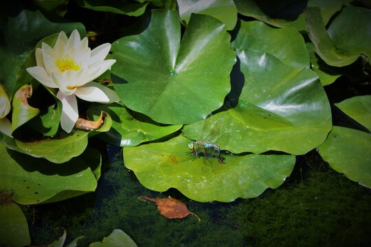 insecto sobre la hoja