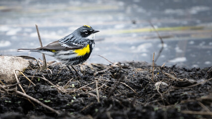 Yellow-rumped Warbler (setophaga coronata) bird searching for food on the forest floor wildlife background. Beautiful Myrtle Warbler bright yellow plumage