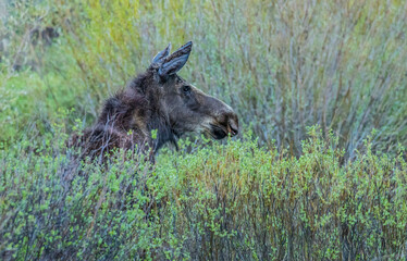 fall moose in rut