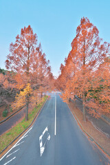 Tokyo,Japan-December 15, 2020: Metasequoia glyptostroboides or dawn redwood street in Tama area in Tokyo, Japan
