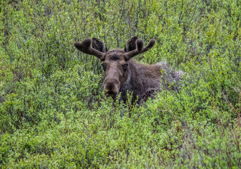 fall moose in rut
