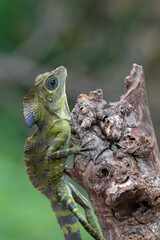 Close up photo of Angle head lizard ( Gonocephalus bornensis )