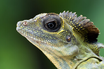 Close up photo of Angle head lizard ( Gonocephalus bornensis )
