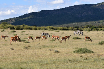 View of Maasai Mara, Kenya