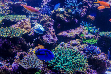 サンゴ礁とカラフルな魚