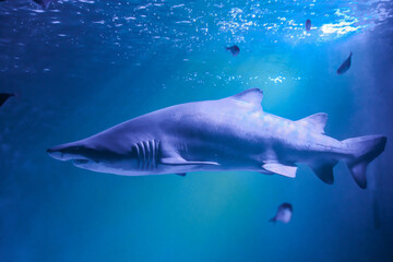 迫力のあるシロワニ