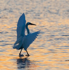 Reddish egret (Egretta rufescens), white morph, hunting at sunset near the ocean coast with open...