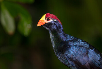 Violet turaco (Musophaga violacea), captive, native to Africa.