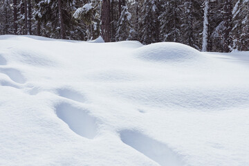 Deep Tracks in Freshly Fallen Snow in Forest