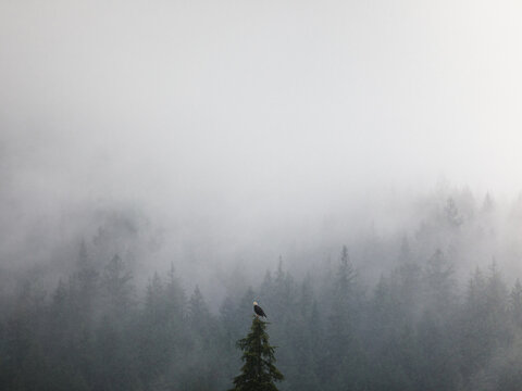Eagle's Roost