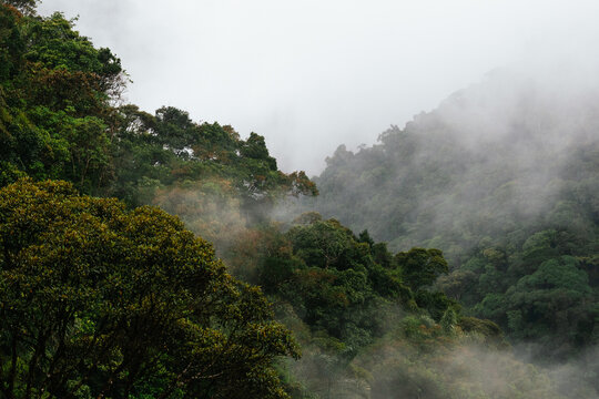 Amazon Rainforest