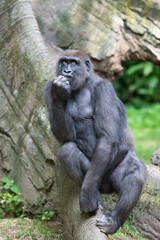 Naklejka premium A big gorilla sitting by a tree, pensively looking up with his hand in his mouth. 