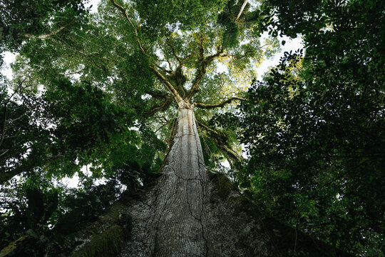 Amazonian jungle