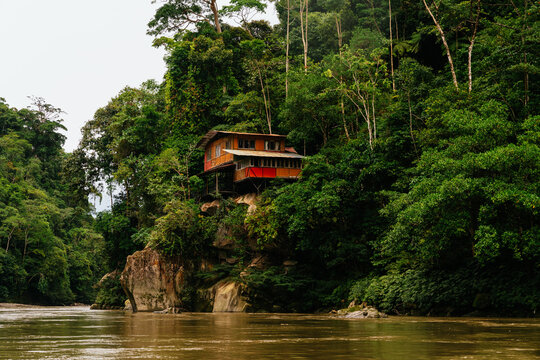 Amazon jungle and river