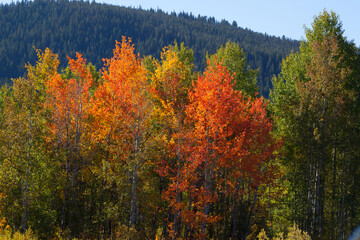 Fall leaves of trees outdoors