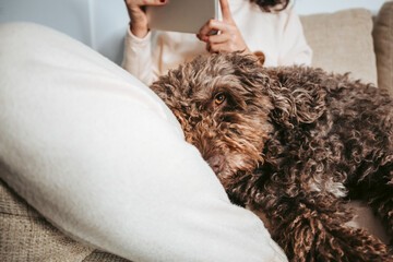 A beautiful Spanish water dog lying down at home while looking at the camera in front of it. It is relaxing with its owner. Dog at home concept