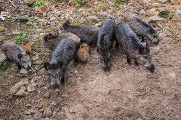 Wild boars looking and guarding the little ones with selective focus