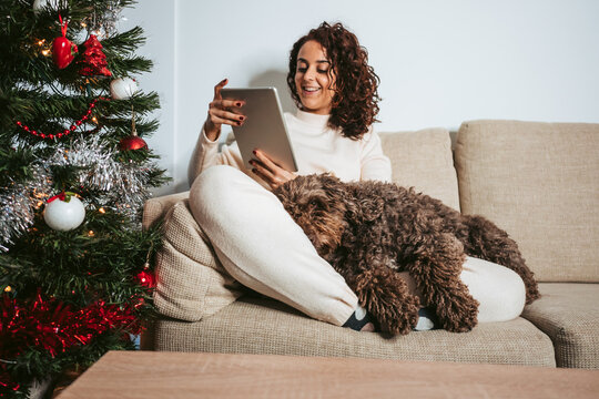 A beautiful Spanish water dog lying down at home while its owner is making a video call on Christmas night. They are relaxing at home. Christmas family dog concept