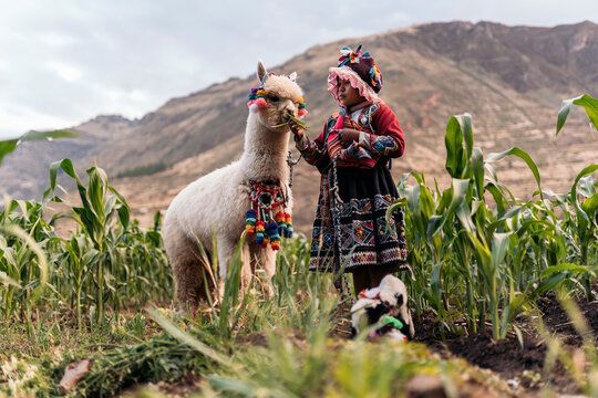 Peruvian indigenous girl feeding an alpaca