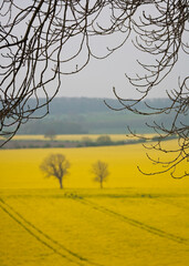 Field of Oilseed Rape in flower in late April, United Kingdom