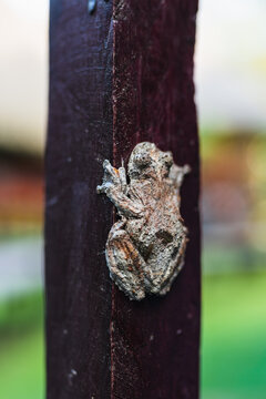 Frog camouflaged in a tree trunk