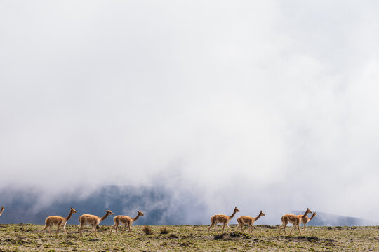 Vicuna walking on the top of a mountain in Ecuador