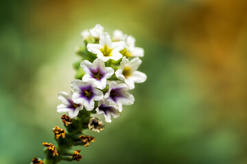 Flower in blurry background