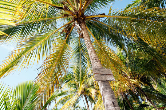 Palm tree with a sign on it.